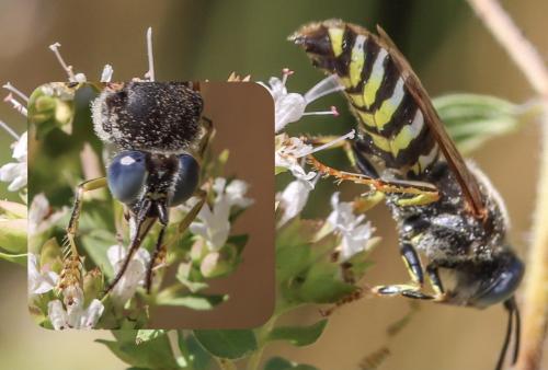 Bembix zonata