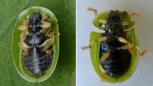 Cassida sanguinosa