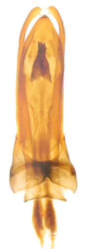 Choleva oblonga