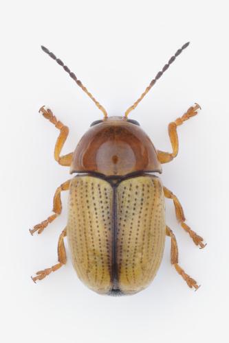 Cryptocephalus fulvus