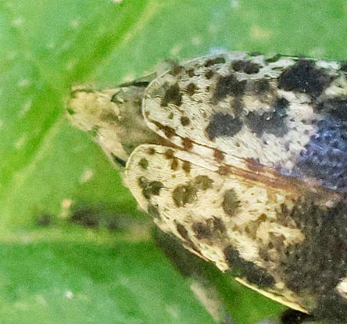 Leiopus sp.