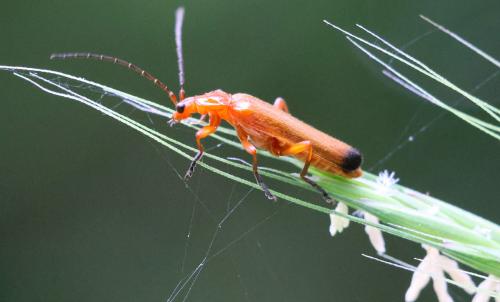 Rhagonycha fulva