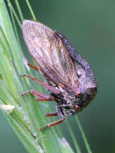 Centrotus cornutus