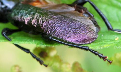 Réf. 361 355 : Ropalopus ungaricus ungaricus