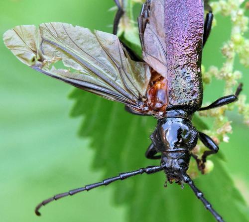 Ropalopus ungaricus ungaricus