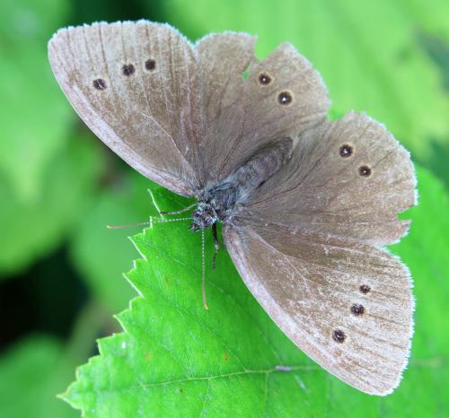Aphantopus hyperantus