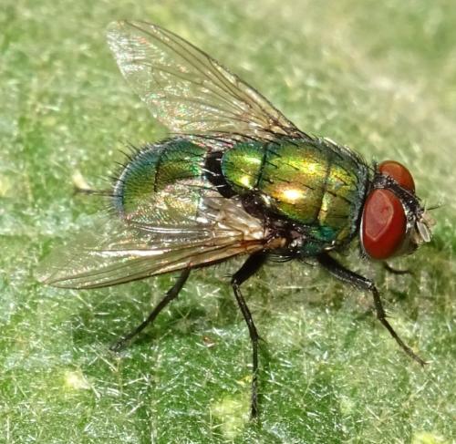 Lucilia sericata