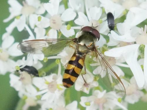 Meliscaeva auricollis