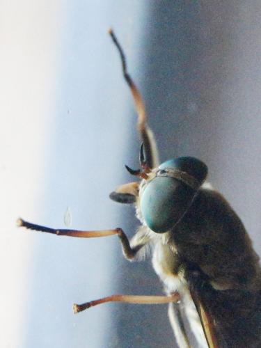 Tabanus sudeticus