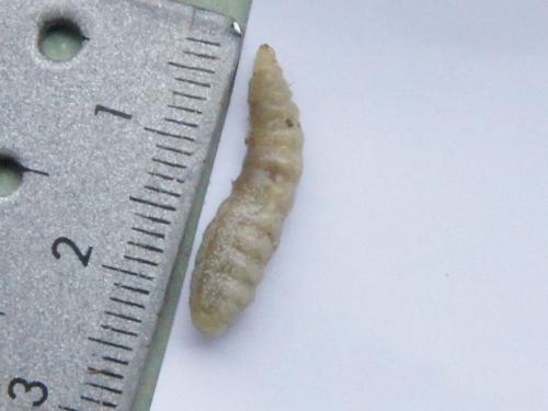 Isodontia mexicana