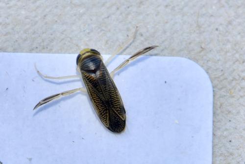Corixinae