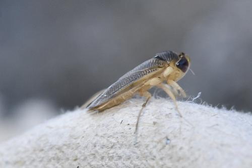 Corixinae