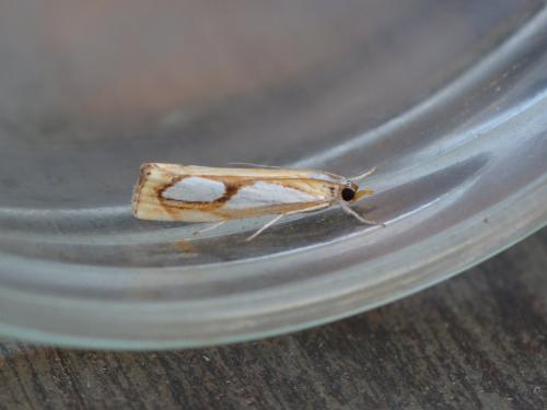 Catoptria pinella