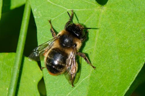 Anthophora furcata
