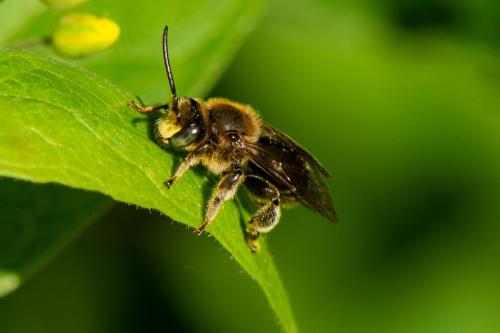 Macropis fulvipes