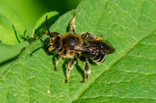 Macropis fulvipes