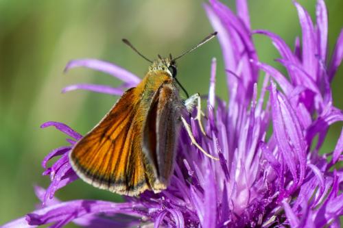 Thymelicus sylvestris