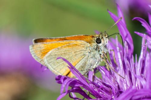 Thymelicus sylvestris