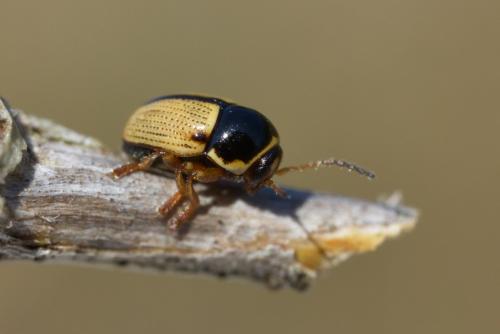 Cryptocephalus pygmaeus