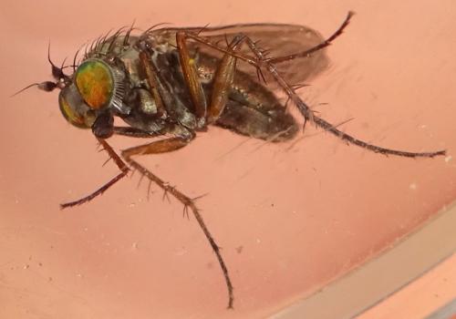 www.galerie-insecte.org/galerie/image/dos361/big/Dolichopus%20sp.%20-%20Dolichopodidae%20-%20DIPTERA%20a%20verif%2040.JPG