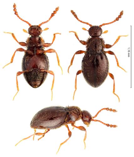 Euconnus sp.