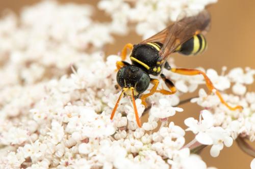 Gorytes sulcifrons