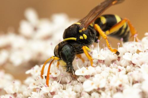 Gorytes sulcifrons