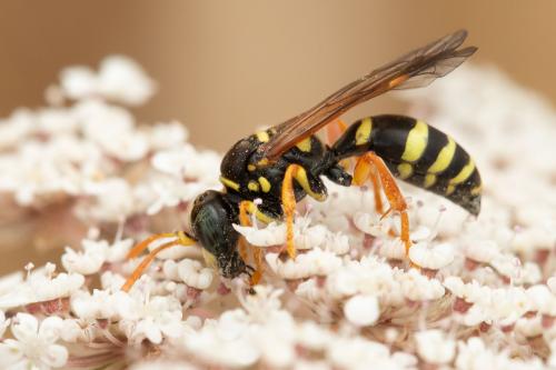 Gorytes sulcifrons