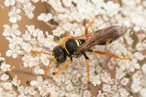 Gorytes sulcifrons