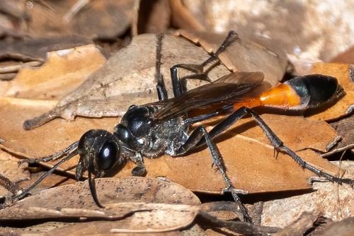 Ammophila sabulosa