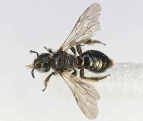 Dufourea dentiventris