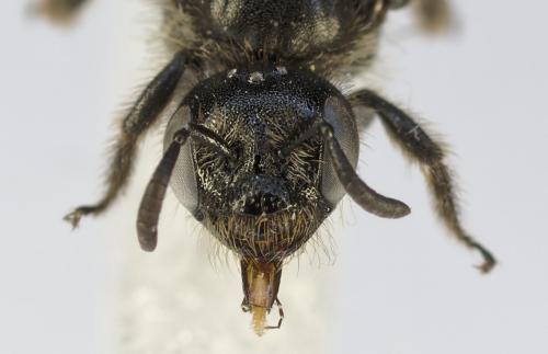 Réf. 361 569 : Dufourea dentiventris