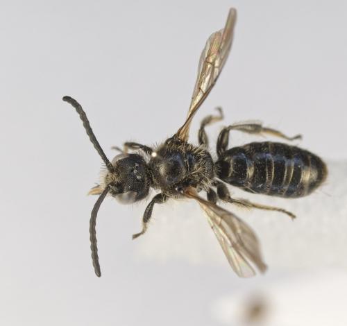 Réf. 361 570 : Dufourea dentiventris