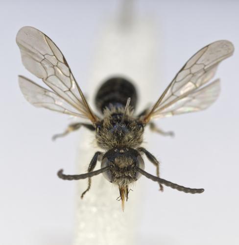 Réf. 361 571 : Dufourea dentiventris