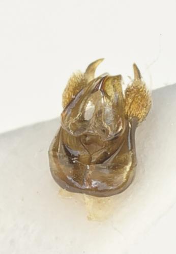 Réf. 361 572 : Dufourea dentiventris