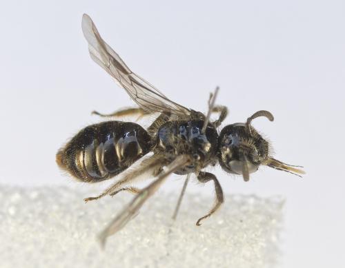 Dufourea minuta
