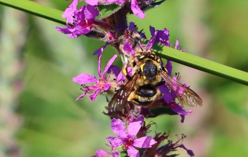 Anthidium florentinum