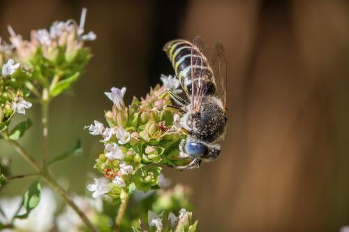 Bembix zonata