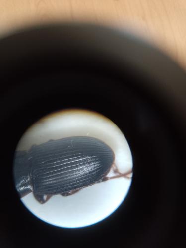 Harpalus sp.