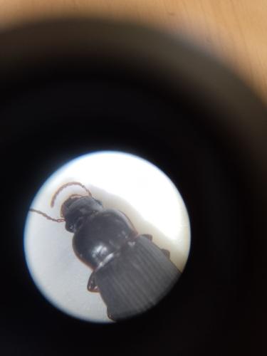 Harpalus sp.