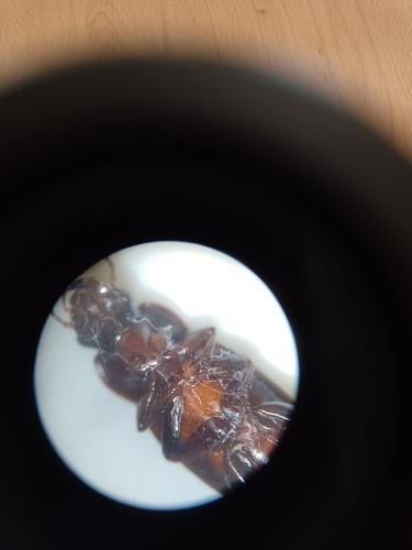 Harpalus sp.