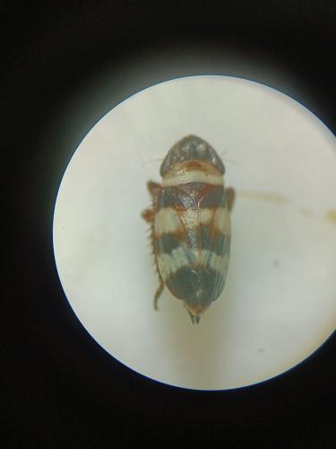 Planaphrodes bifasciatus