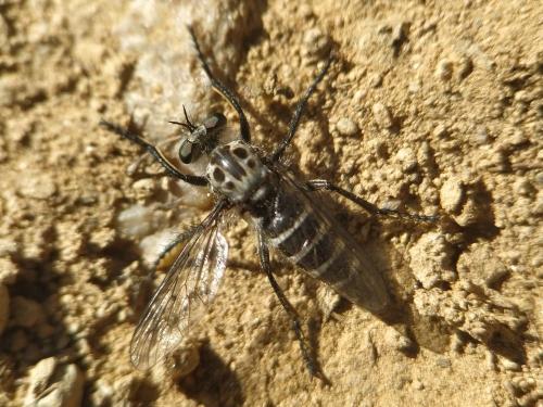 Cyrtopogon meyerduerii