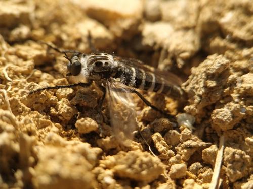 Réf. 361 908 : Cyrtopogon meyerduerii