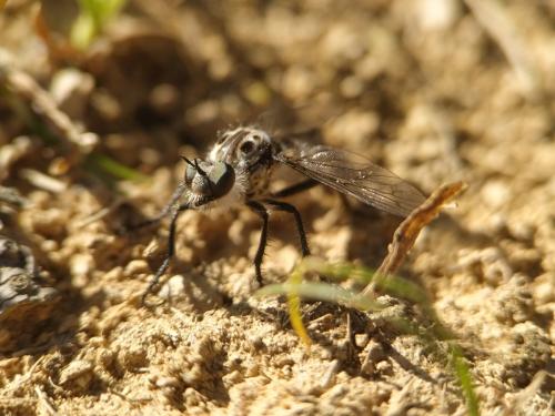 Réf. 361 907 : Cyrtopogon meyerduerii