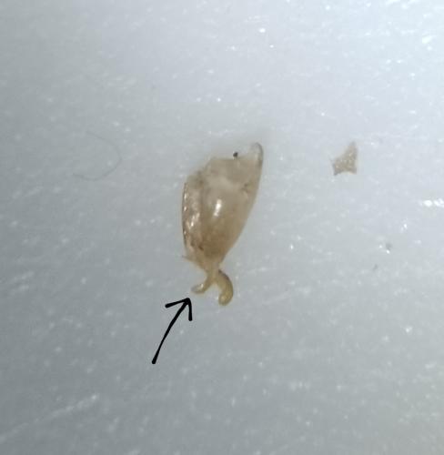 Lampyris noctiluca