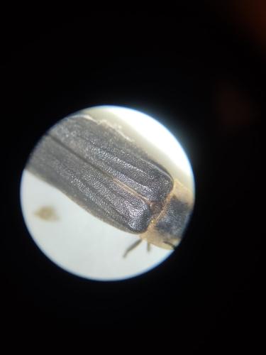 Lampyris noctiluca