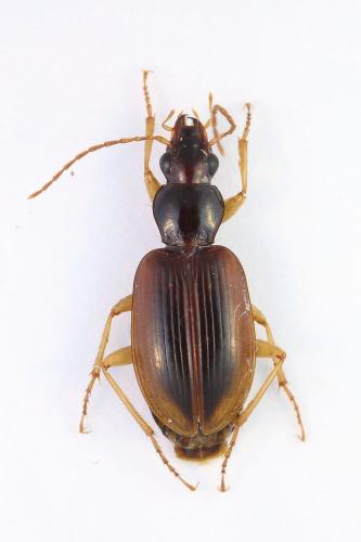 Paranchus albipes