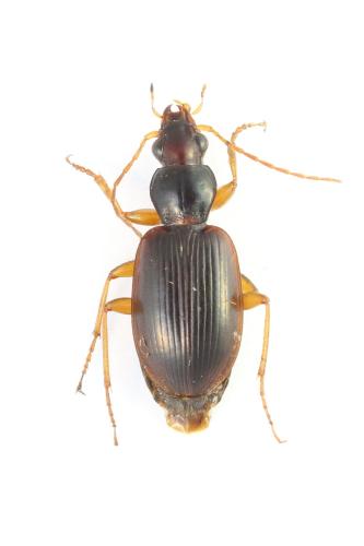 Paranchus albipes