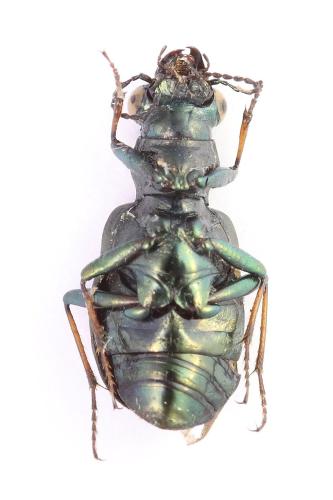Elaphrus cupreus